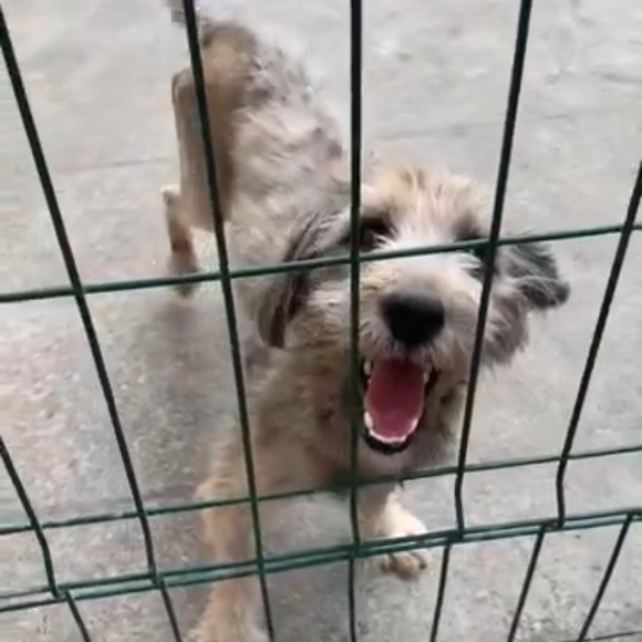 CrAzy Dog Lady! 🐶💖🐾 - Picture 11 of 16